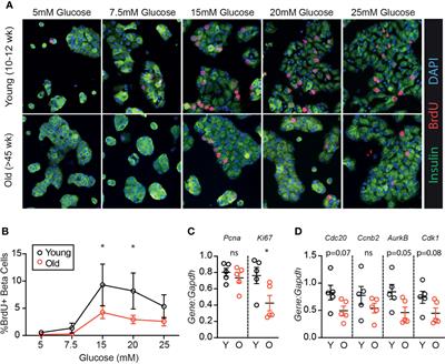 Endoplasmic Reticulum Stress Induced Proliferation Remains Intact in Aging Mouse β-Cells